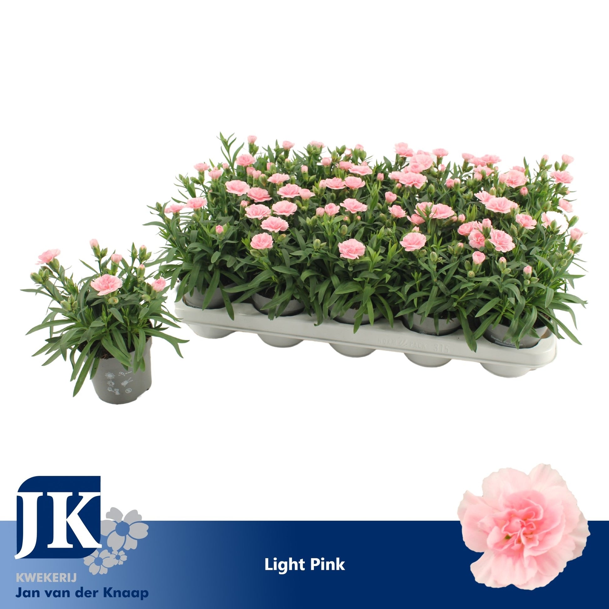 Dianthus Oscar Pink 15cm 10.5cm Pot