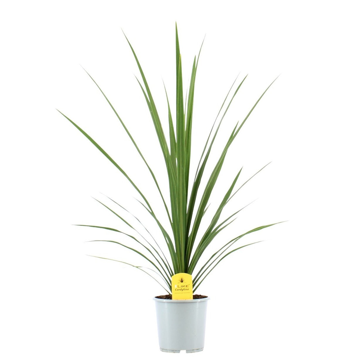 Levoplant BV Cordyline aus. Verde/ Peko Pack of 6