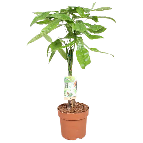 Vireo-Hedera plant BV Pachira aquatica Pack of 1