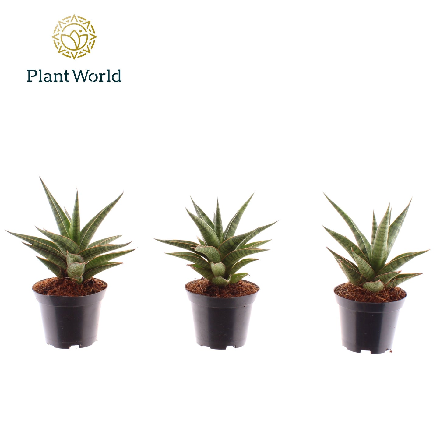 Sansevieria cylindrica 15cm 7cm Pot