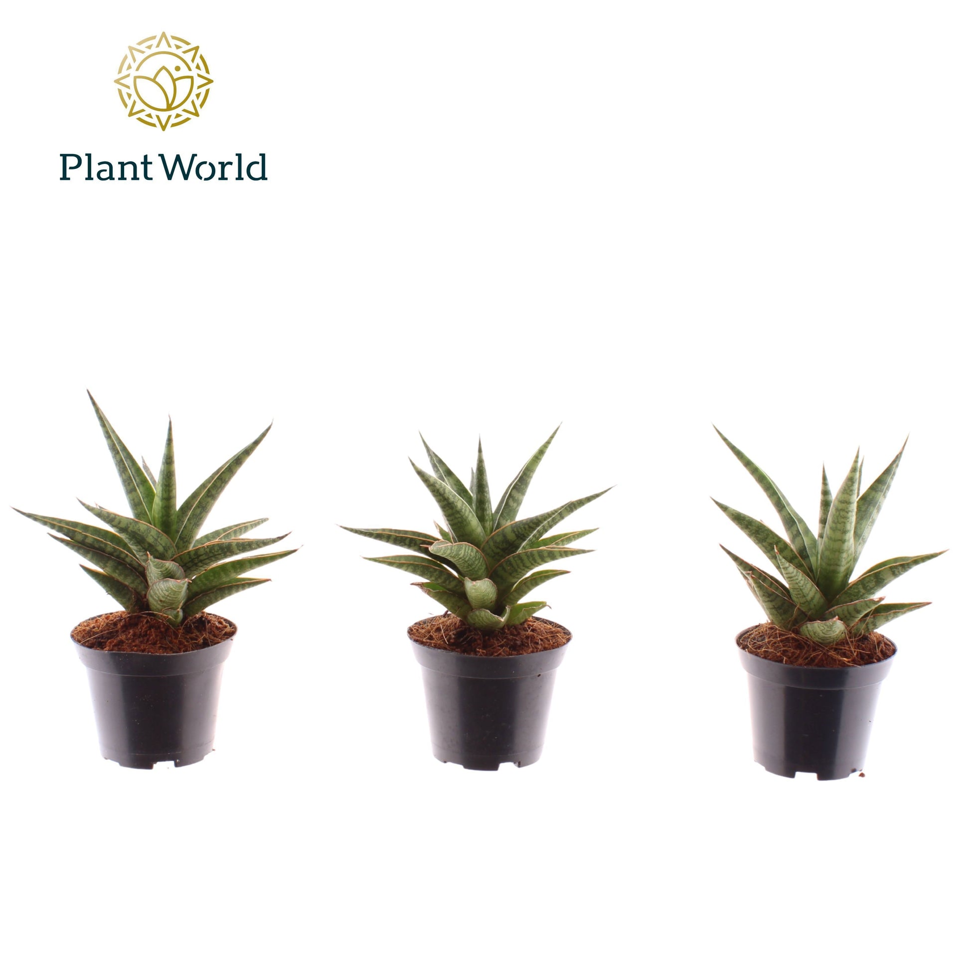 Sansevieria cylindrica 15cm 7cm Pot
