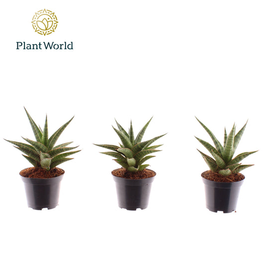 Sansevieria cylindrica 15cm 7cm Pot