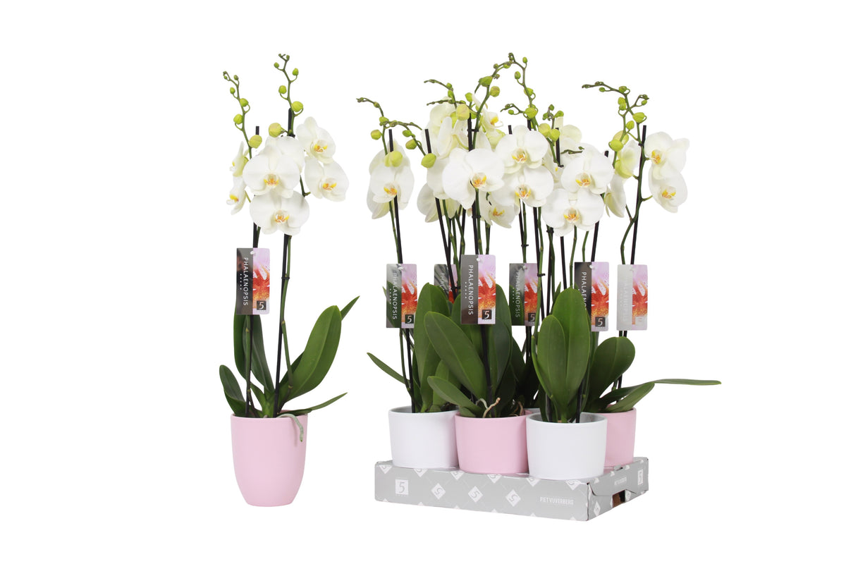 Phalaenopsis white 60cm 12cm Pot