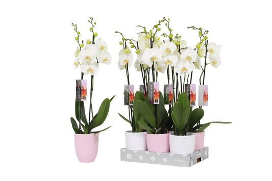 Phalaenopsis white 60cm 12cm Pot