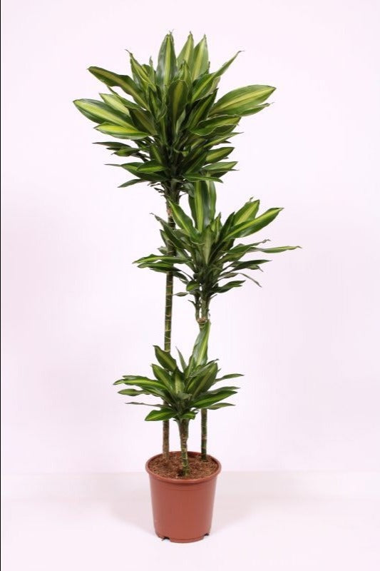 Dracaena frag. Deremensis 150cm 24cm Pot