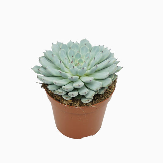 Echeveria cuspidata 10cm 8.5cm Pot