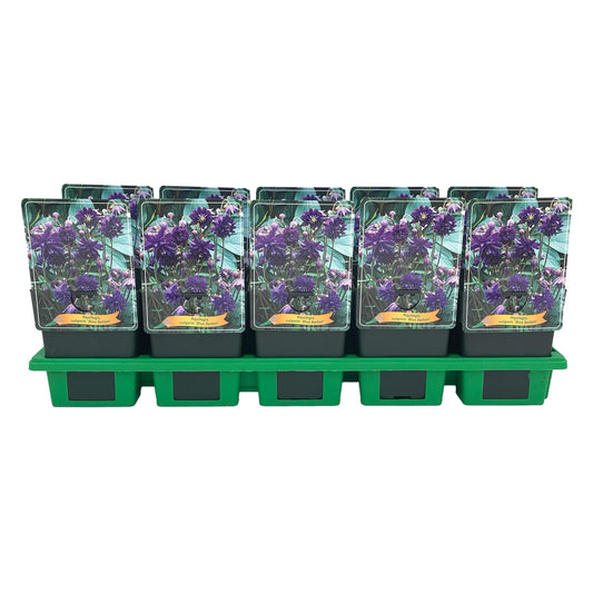 aquilegia-vulgaris-25cm-11cm-pot