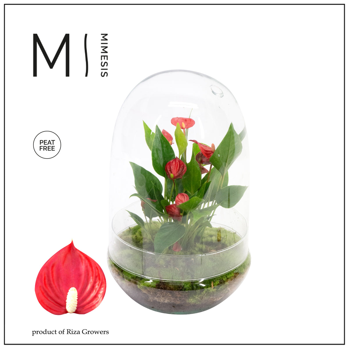 arr. Anthurium 10cm 14cm Pot