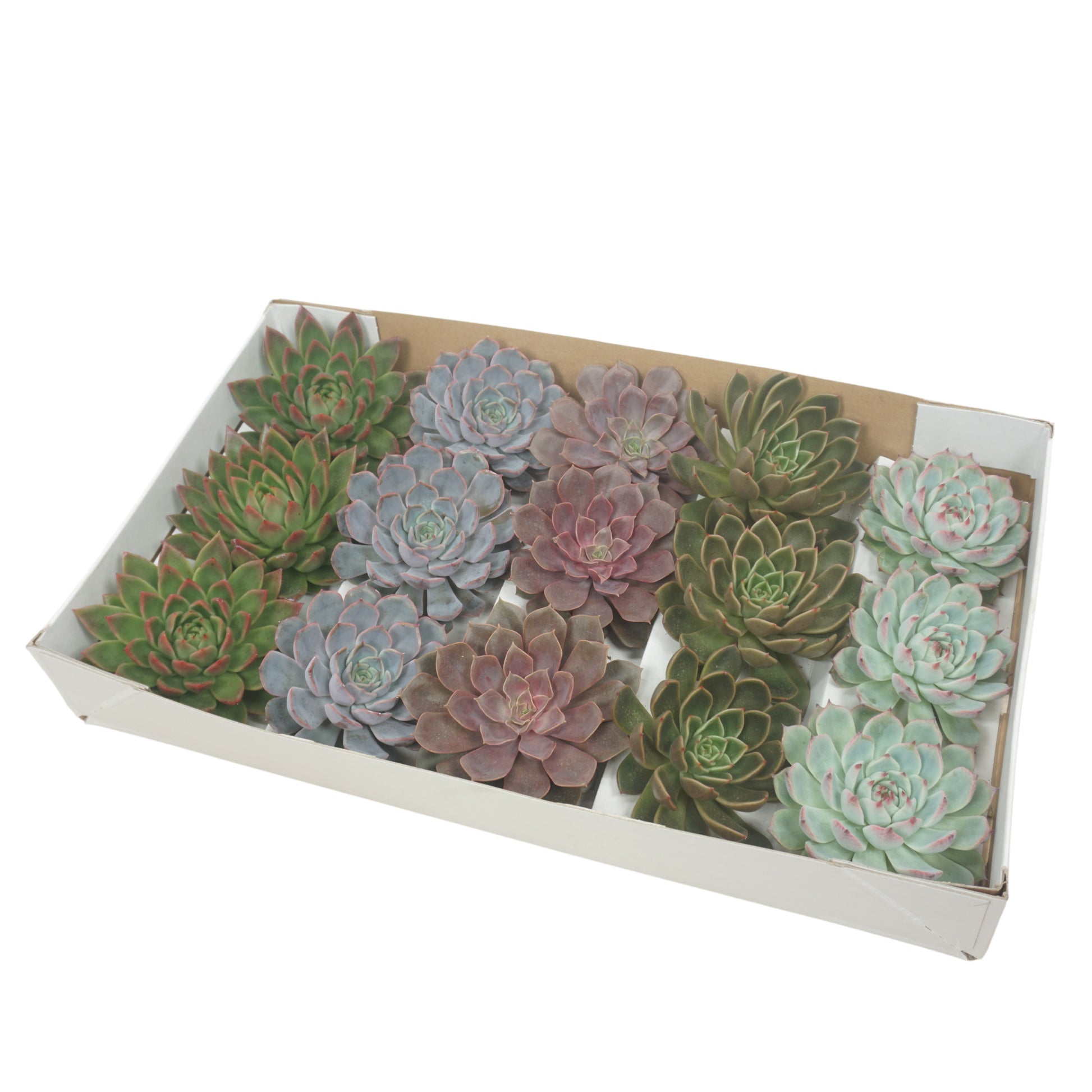Echeveria mix 7cm 10.5cm Pot