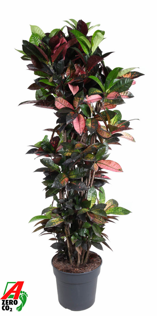 Codiaeum Mrs Iceton 180cm 34cm Pot