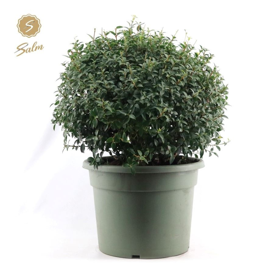 Salm, gebr. van der Osmanthus burkwoodii Pack of 1