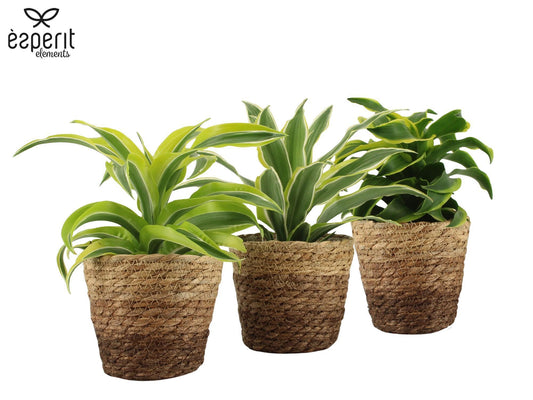 Dracaena mix 30cm 12cm Pot