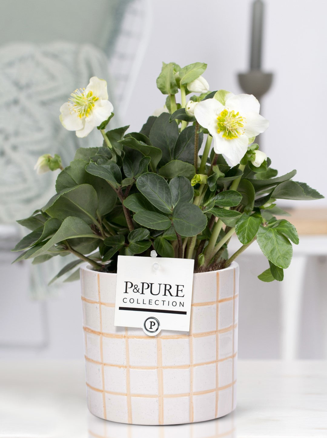 Helleborus niger Christmas Carol 30cm 12cm Pot