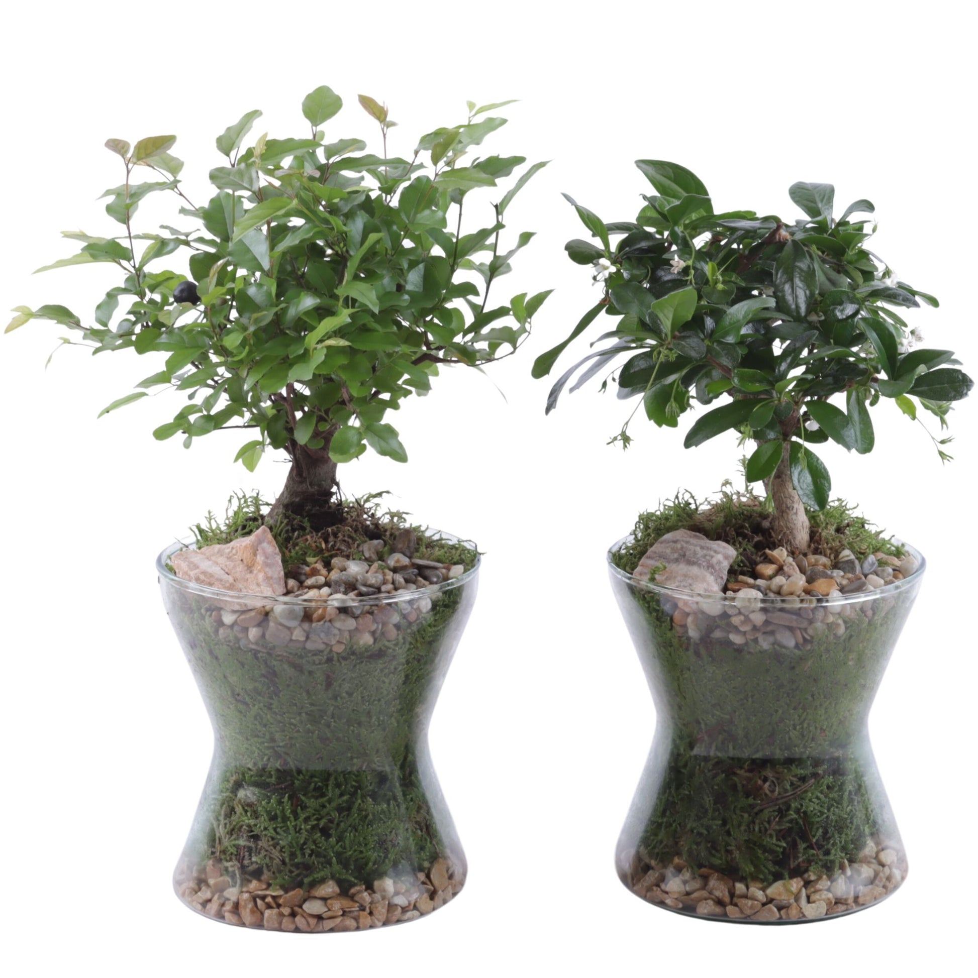 Bonsai mix 30cm 13cm Pot