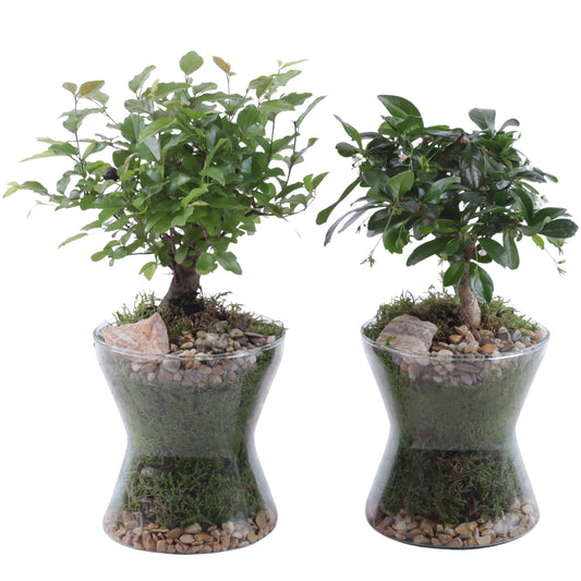 Bonsai mix 30cm 13cm Pot
