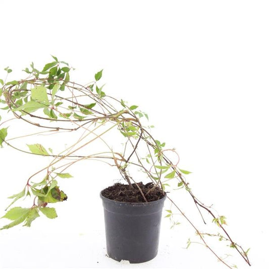 Parthenocissus engelmannii 10cm 14cm Pot