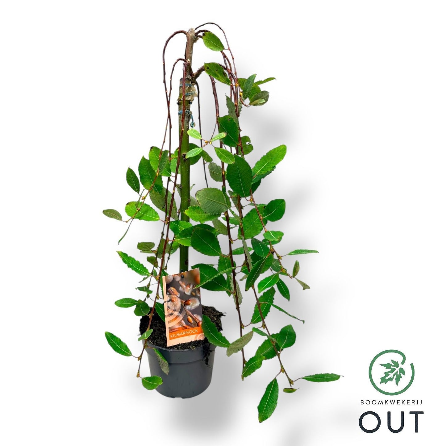 Salix caprea Kilmarnock 70cm 17cm Pot