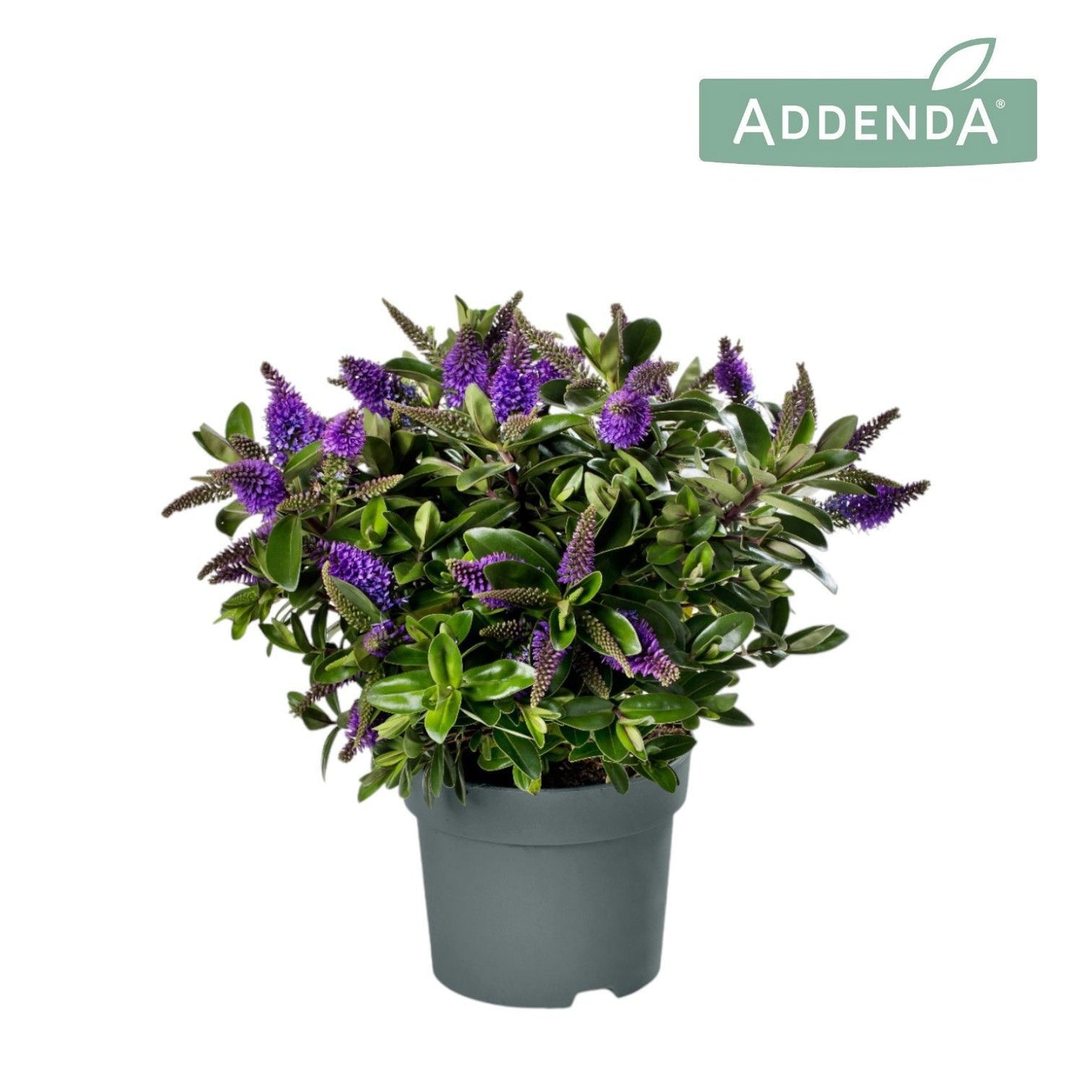 Hebe Hebedonna Anna 50cm 17cm Pot