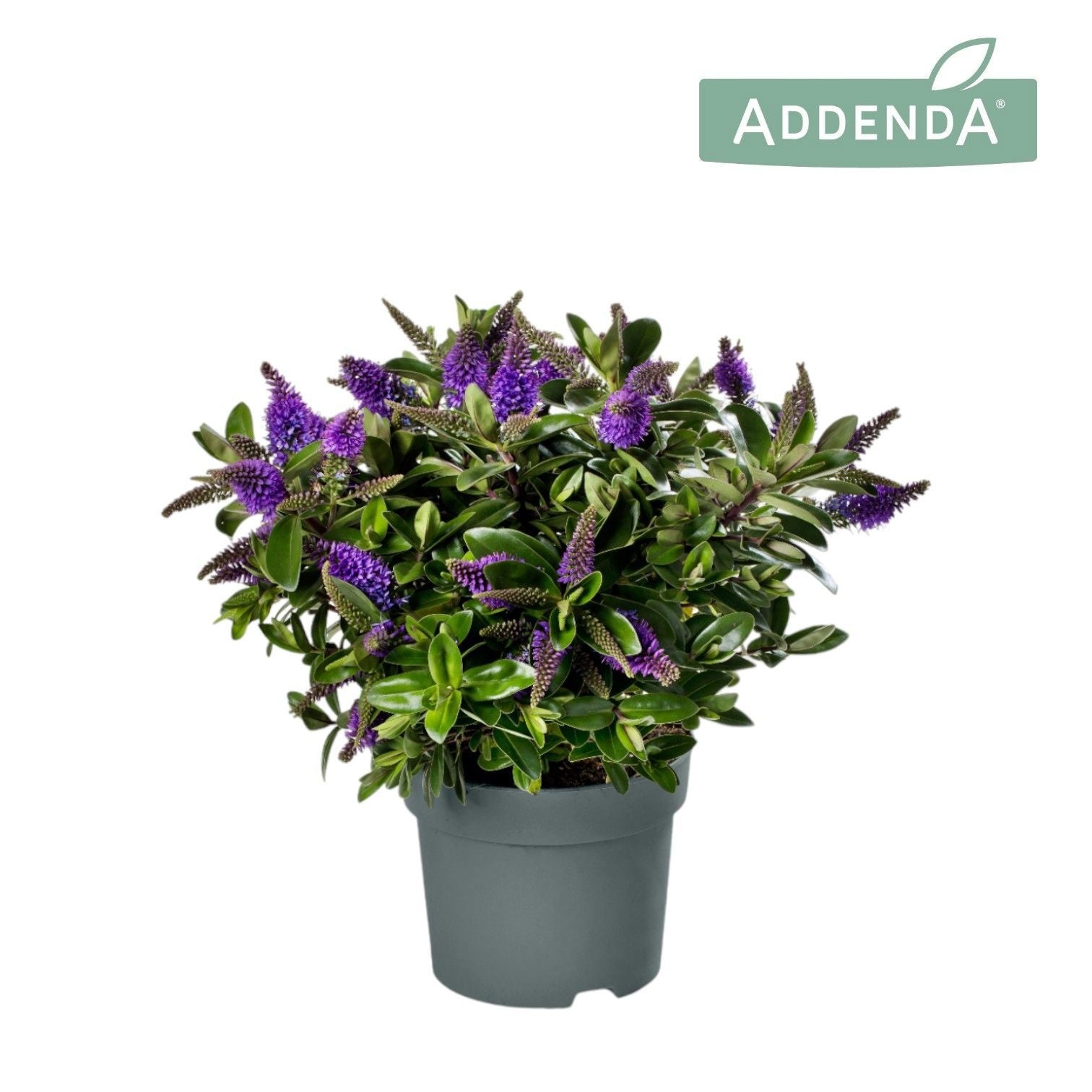 Hebe Hebedonna Anna 50cm 17cm Pot