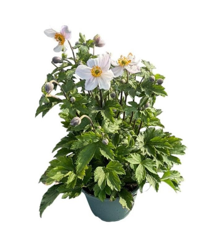 Anemone Elfin Swan 50cm 17cm Pot