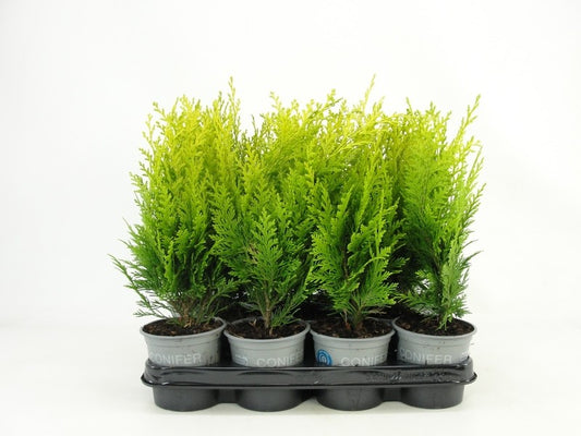 Chamaecyparis Stardust 30cm 11cm Pot