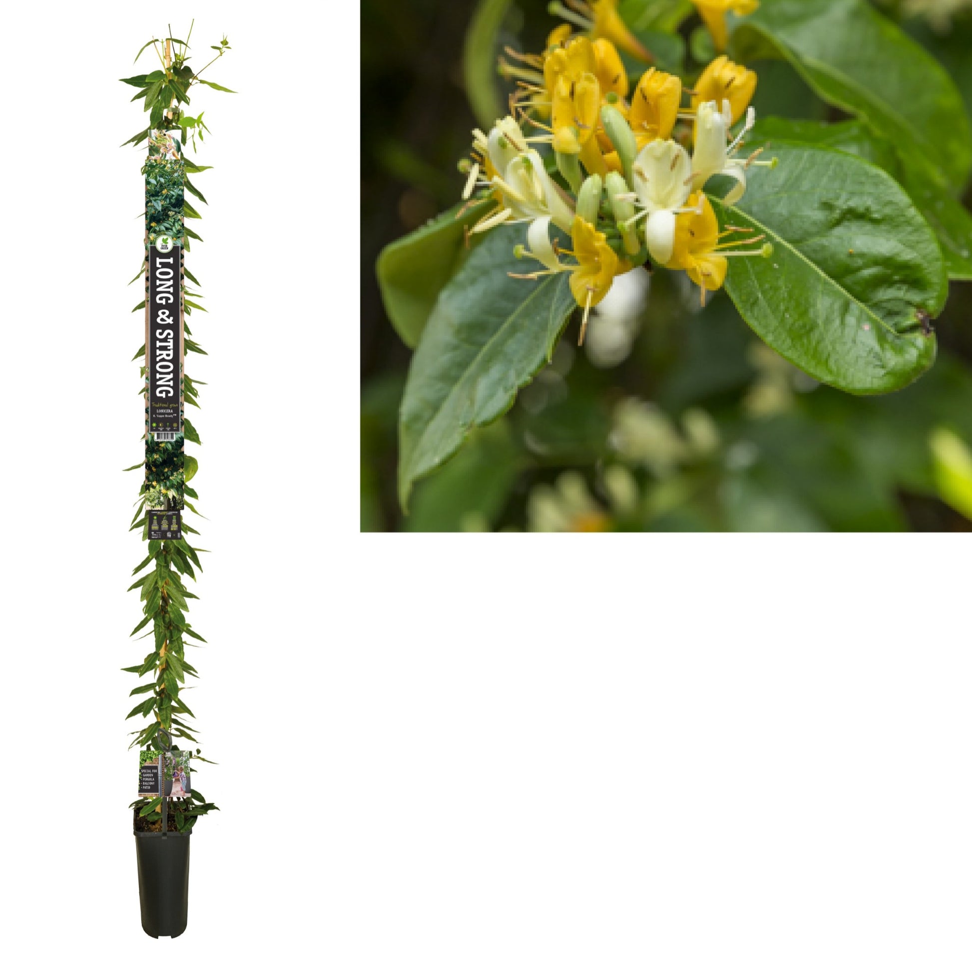 Lonicera Copper Beauty 210cm 23cm Pot