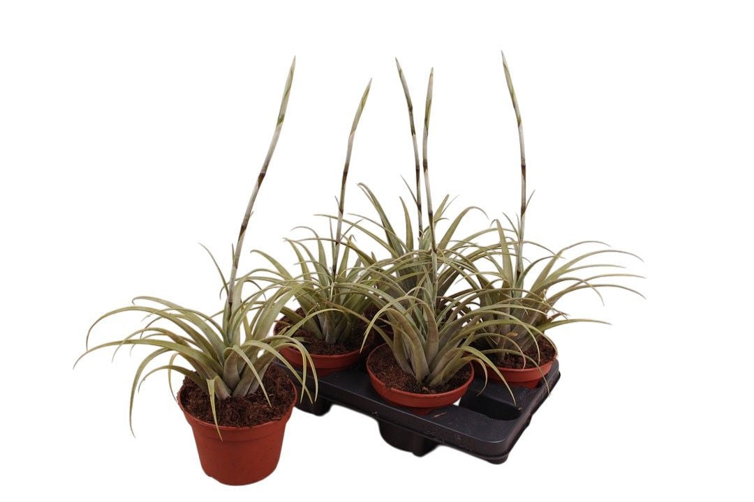 Tillandsia ionantha 55cm 15cm Pot