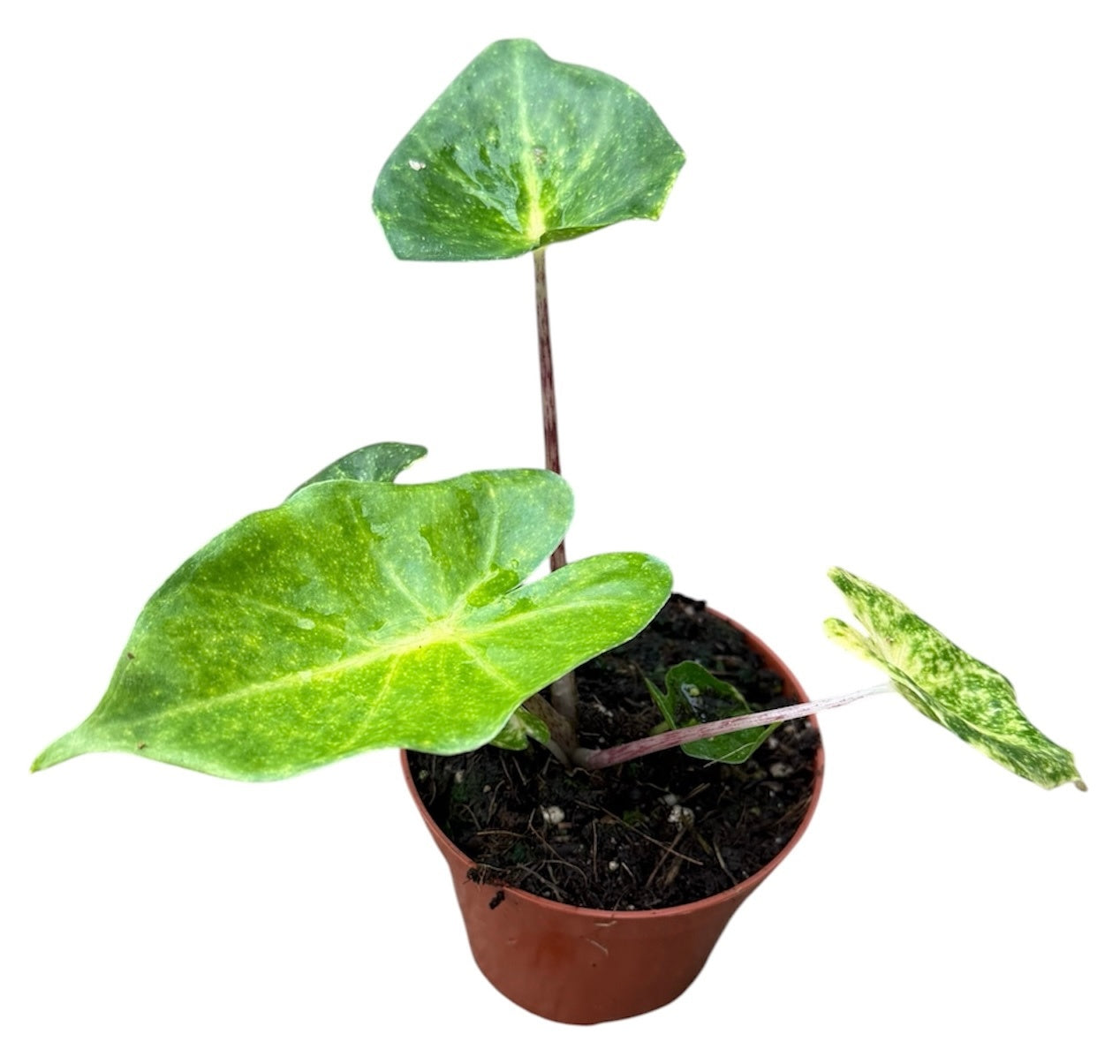 Alocasia amazonica 12cm 8cm Pot