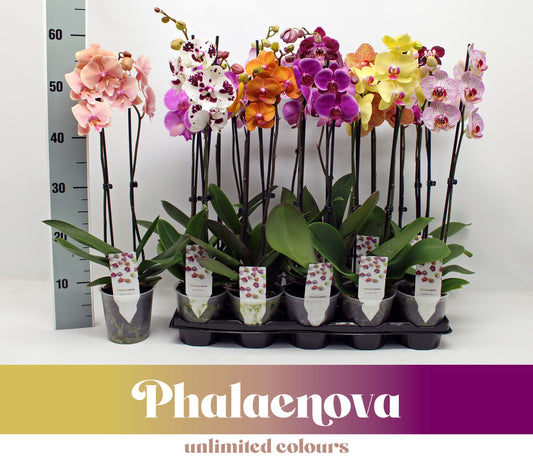 Phalaenopsis mix 60cm 12cm Pot