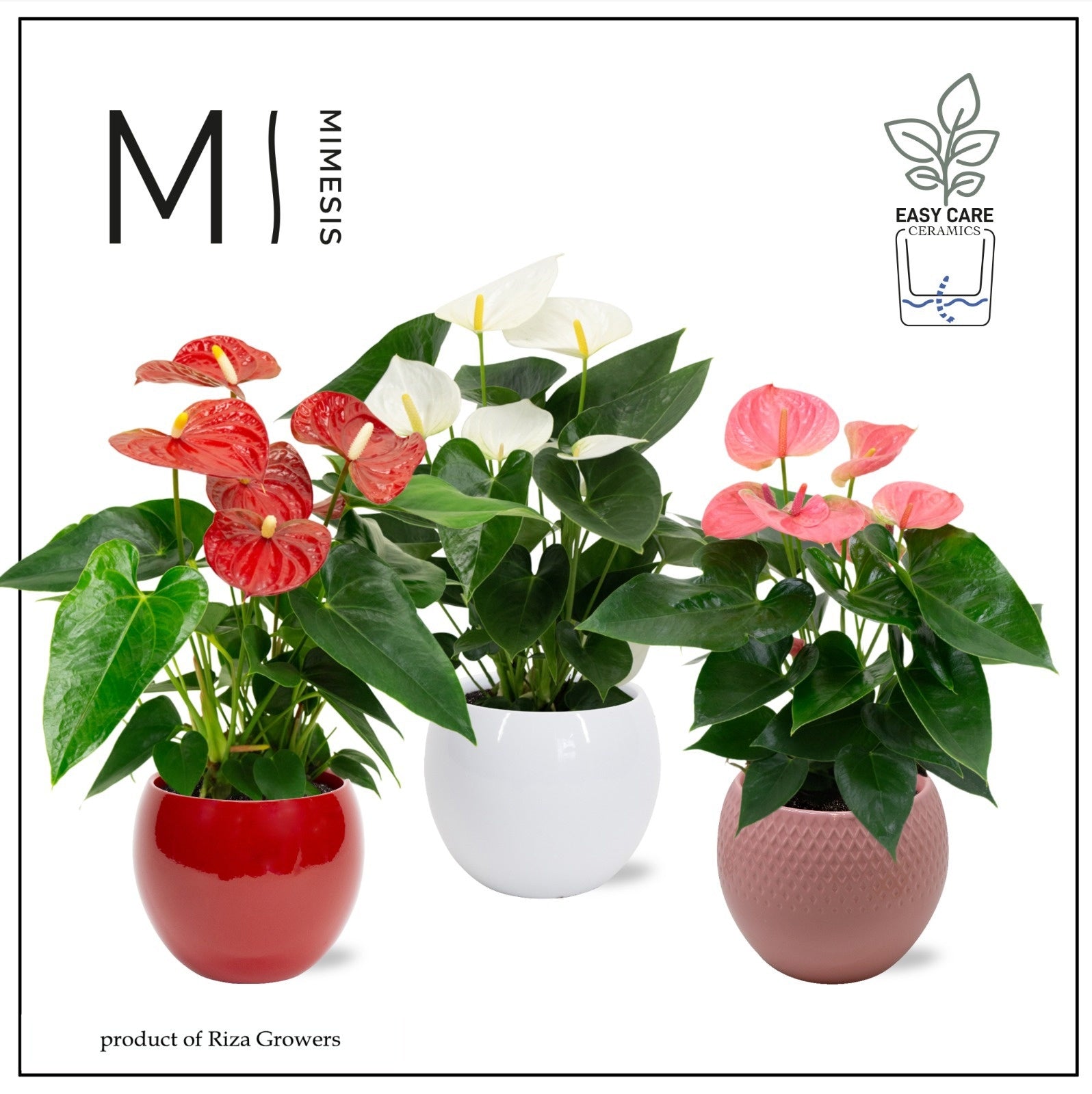 Anthurium mix 40cm 12cm Pot