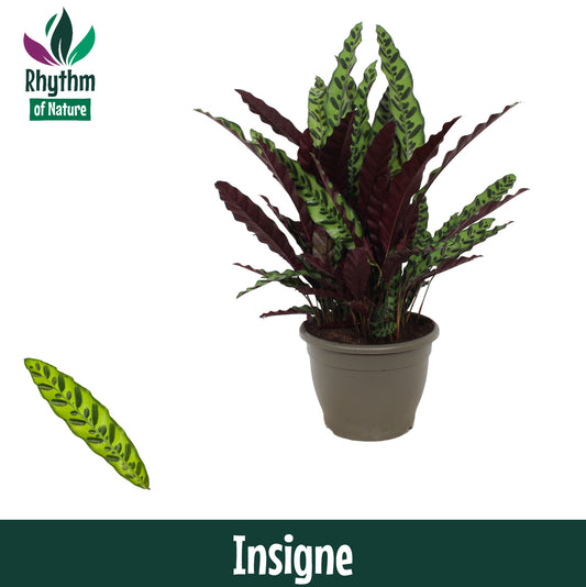 Calathea lancifolia 85cm 32cm Pot