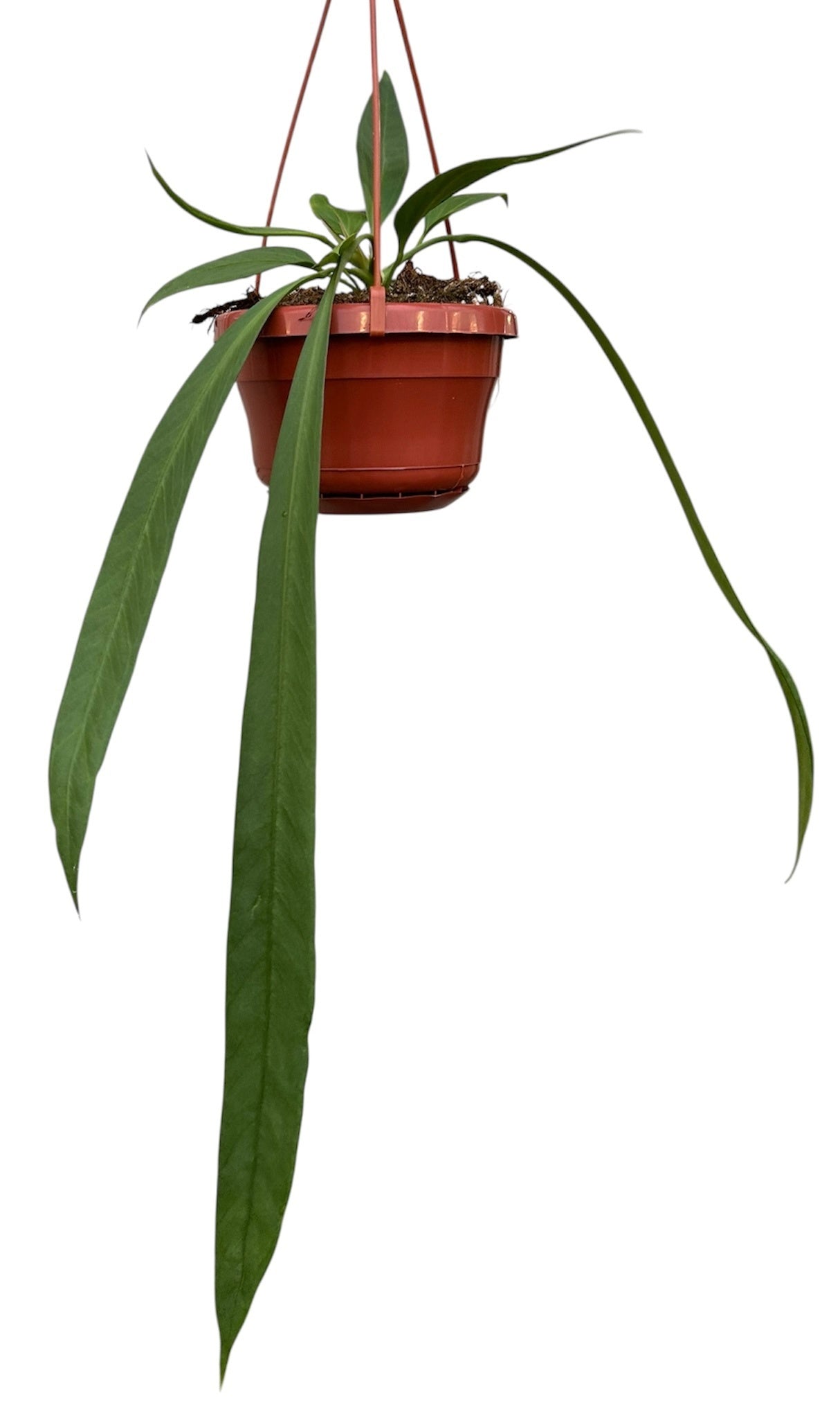 Anthurium Vittarifolium 25cm 14cm Pot