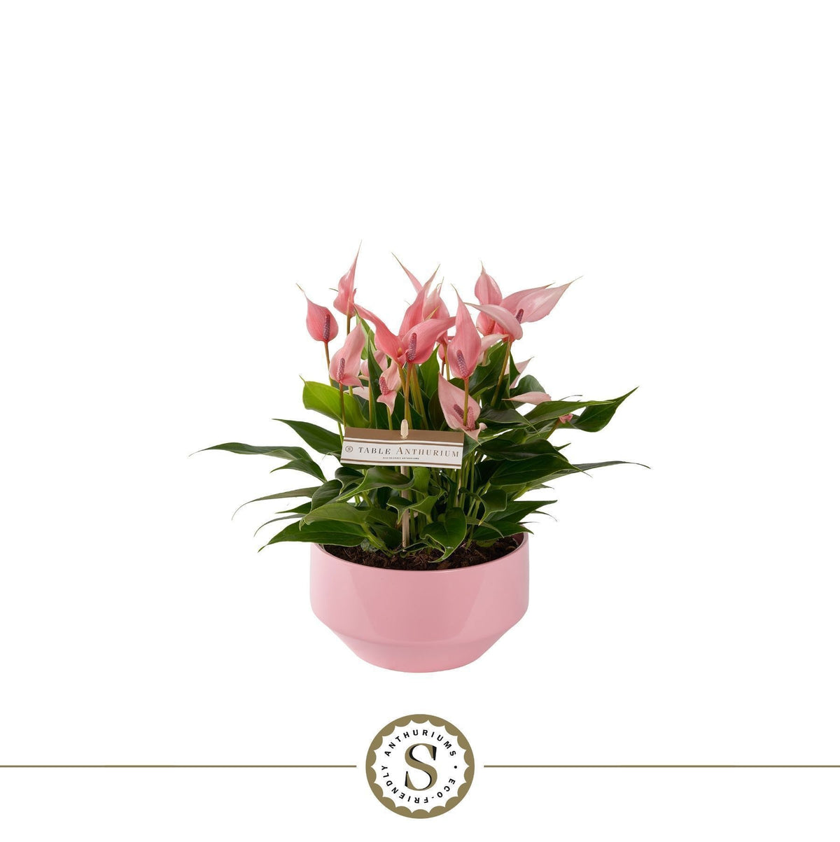 Anthurium Lilli 30cm 17cm Pot