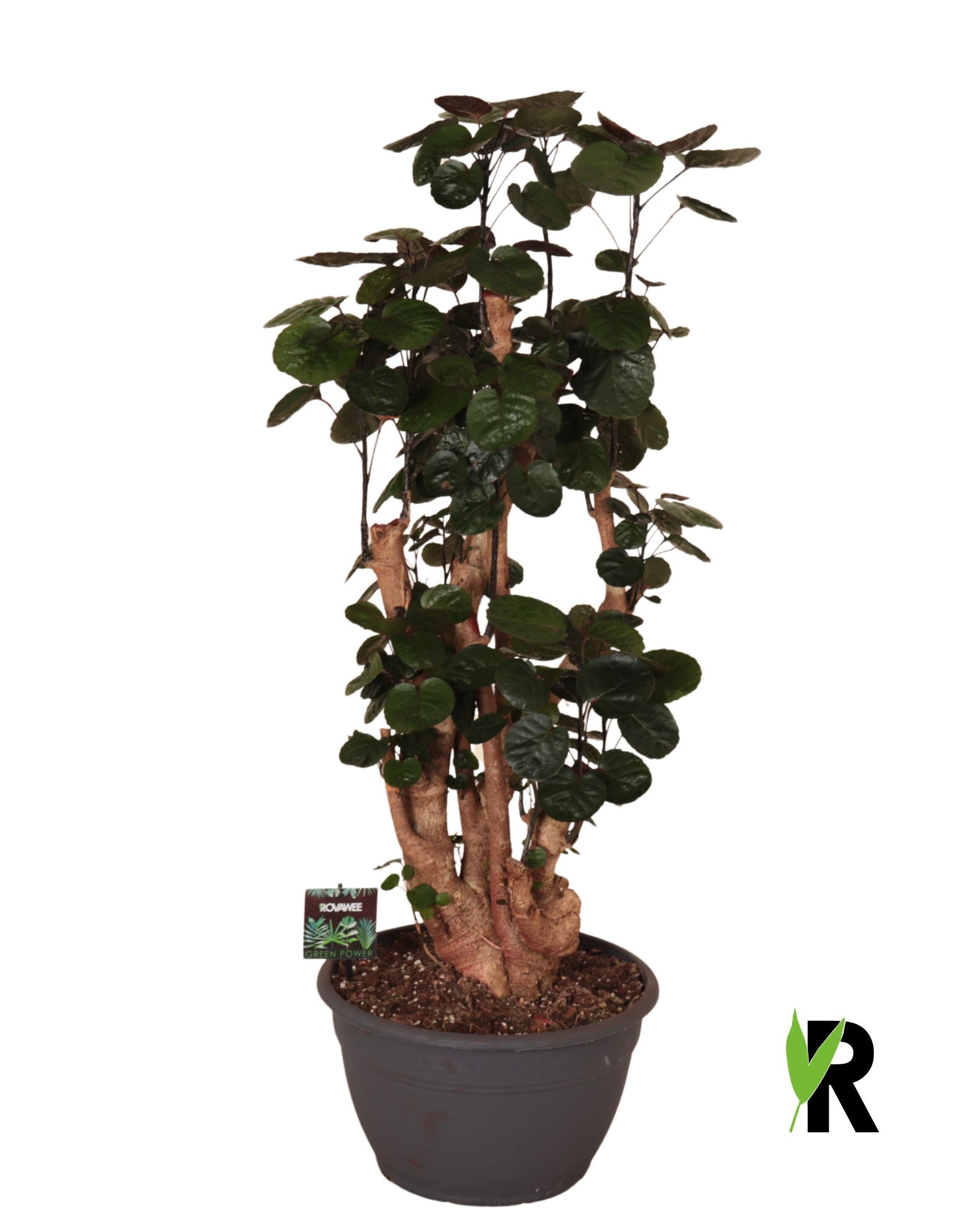 Polyscias Fabian 100cm 30cm Pot
