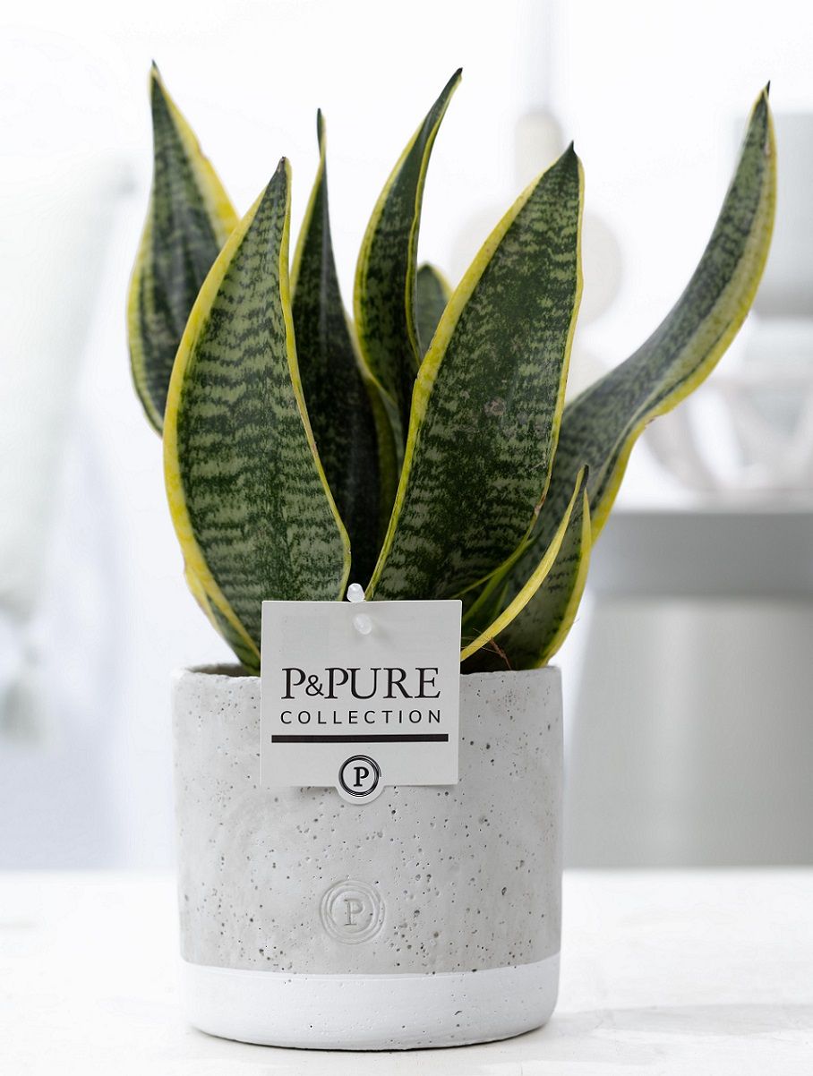 Sansevieria Futura Superba 30cm 12cm Pot