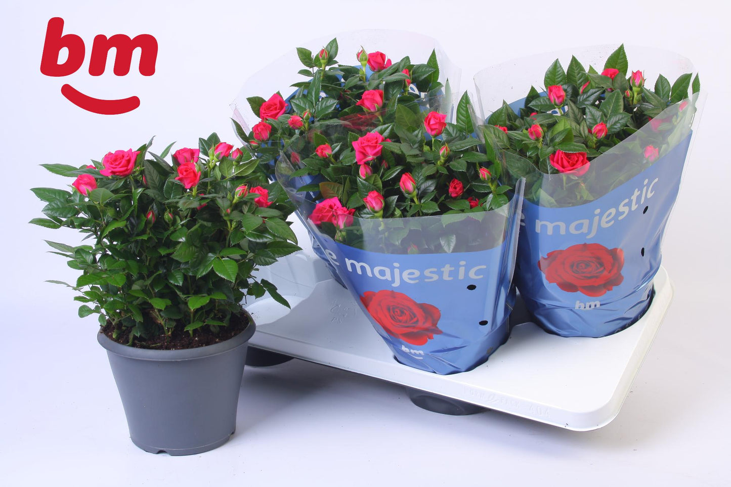 BM Roses Rosa Jewel Purple Pack of 4