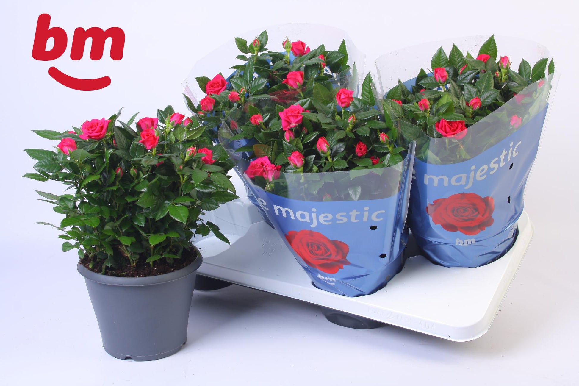 BM Roses Rosa Jewel Purple Pack of 4
