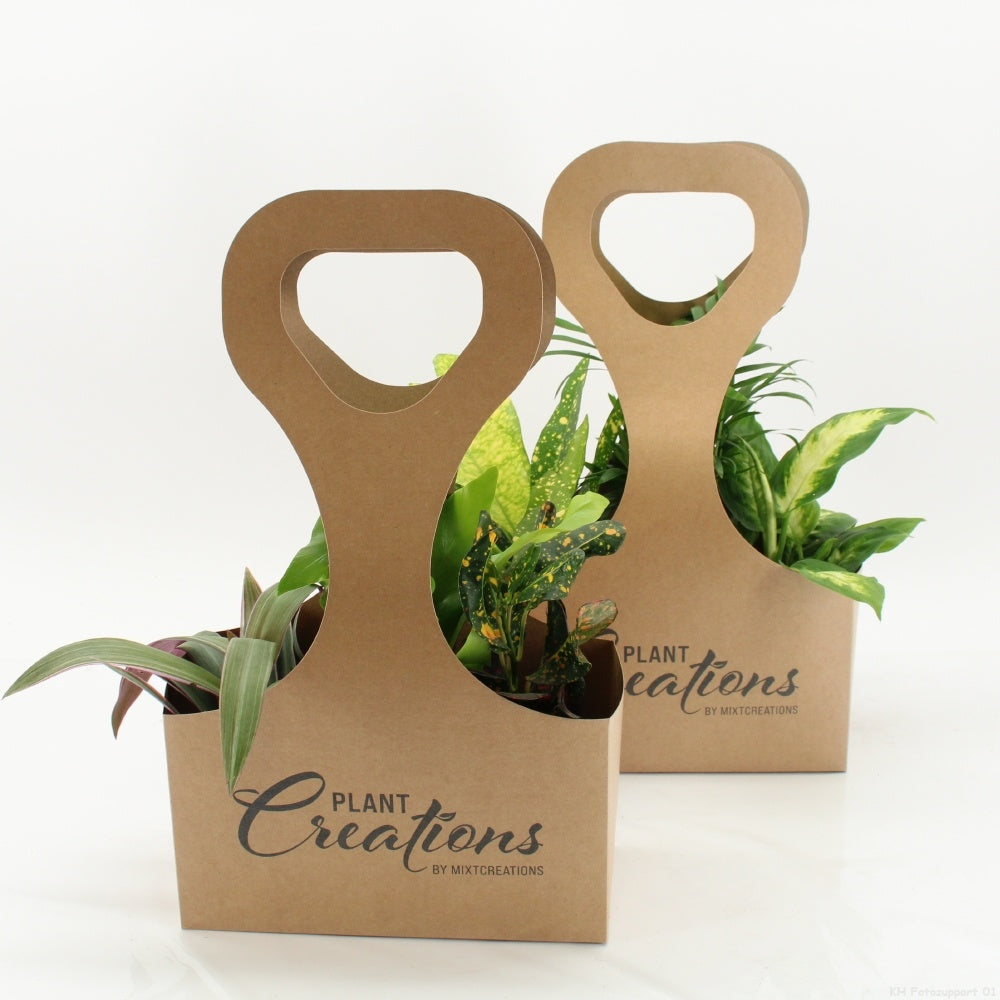 Foliage houseplants mix 40cm 9cm Pot