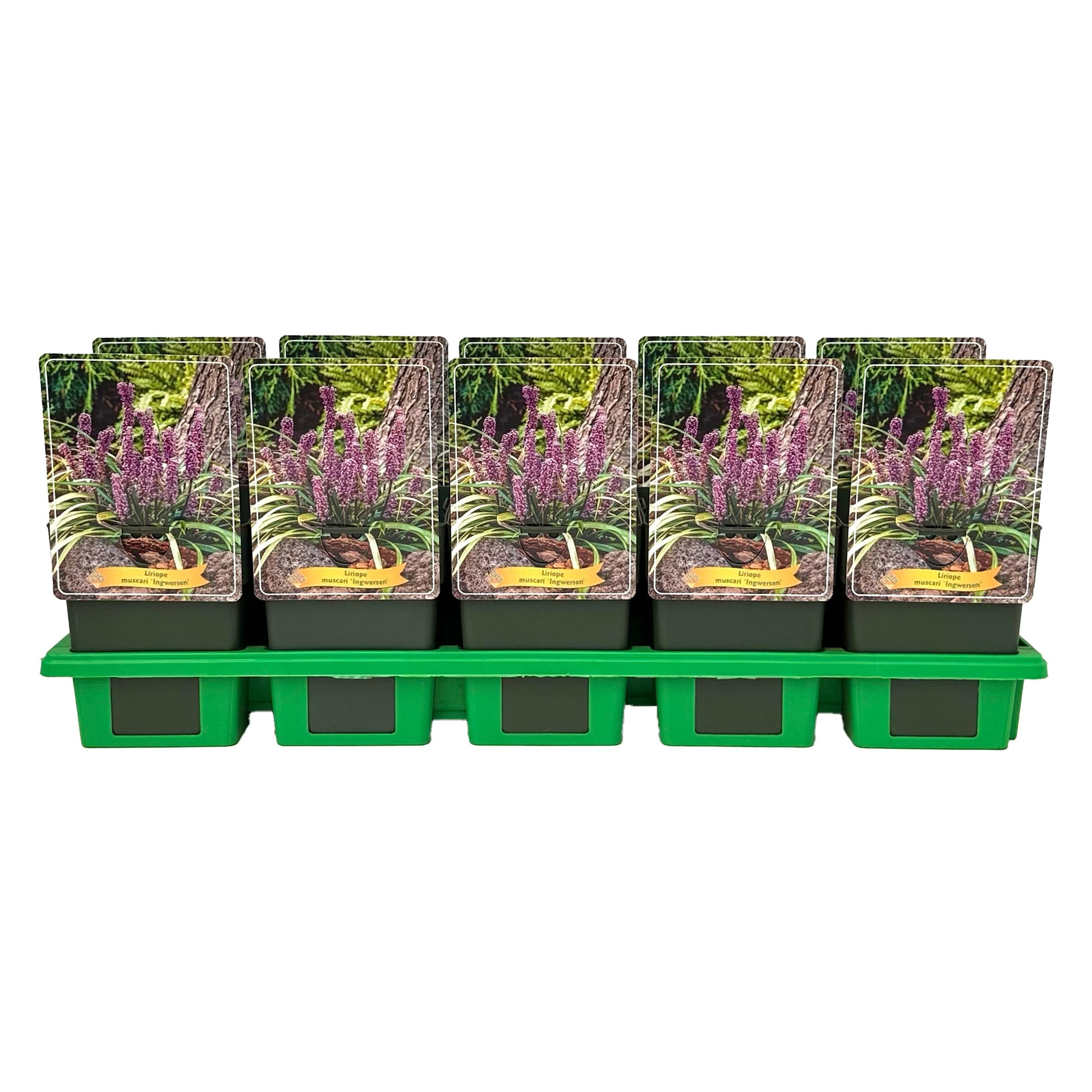Gebr. Griffioen Liriope mus. Ingwersen Pack of 10