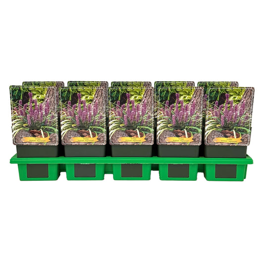 Gebr. Griffioen Liriope mus. Ingwersen Pack of 10