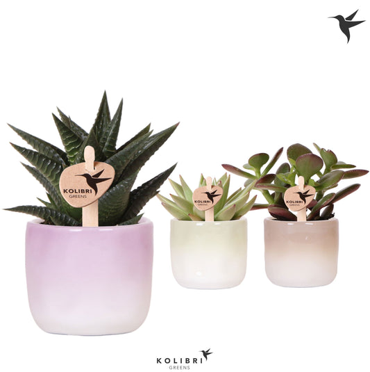 Succulenten mix (+ drp.ceramic) 12cm 6cm Pot