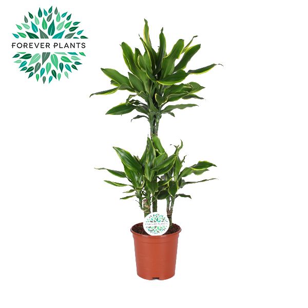 Dracaena fragrans Golden Coast 90cm 21cm Pot