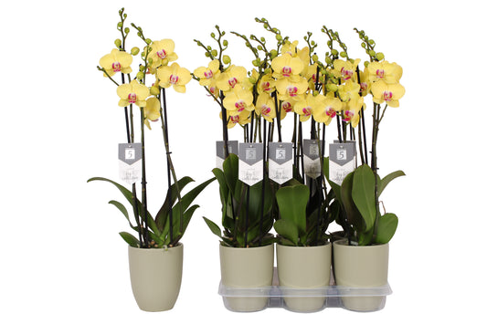 Phalaenopsis Limelight 60cm 12cm Pot