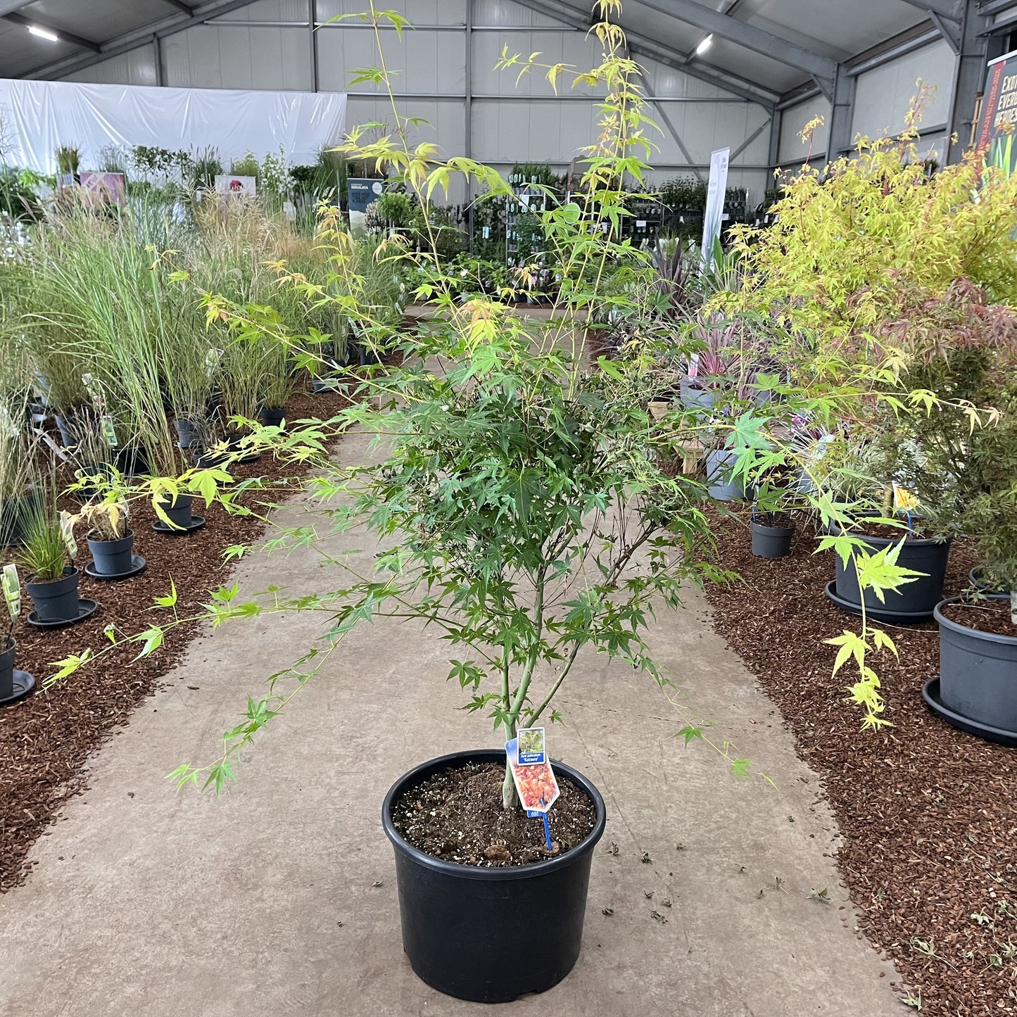 Acer Katsura 120cm 40cm Pot