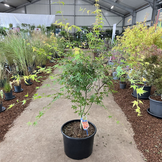 Acer Katsura 120cm 40cm Pot