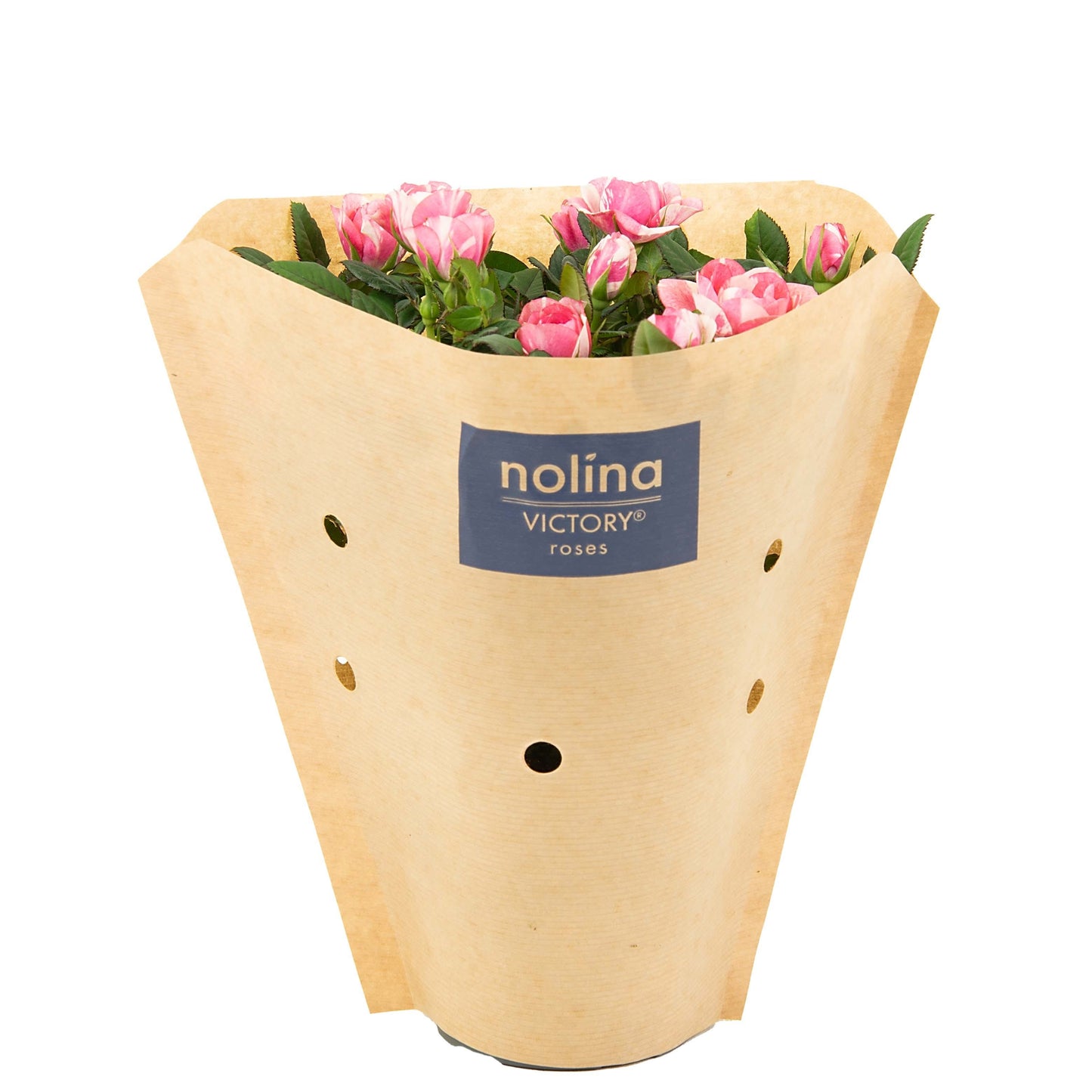 Rosa Vieve 28cm 10.5cm Pot