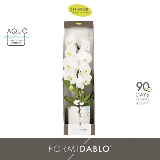 Phalaenopsis Formidablo mix (+ drp.ceramic white) 70cm 12cm Pot