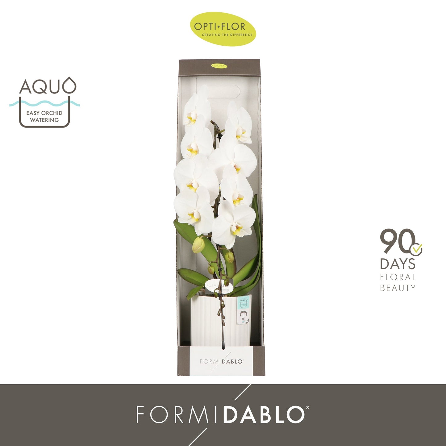 Phalaenopsis white 70cm 12cm Pot