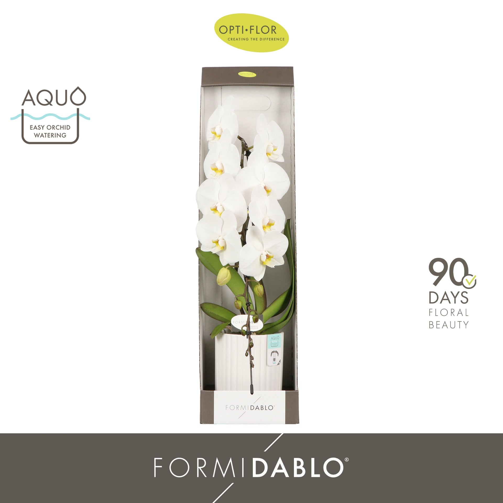 Phalaenopsis white 70cm 12cm Pot