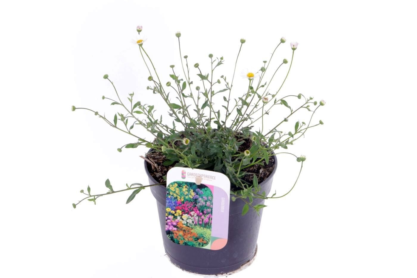 Erigeron karvinskianus 25cm 13cm Pot